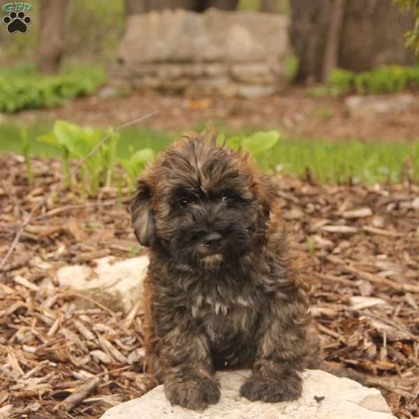 Earl, Mini Whoodle Puppy