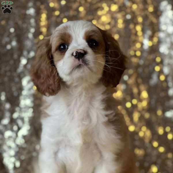 Shelby, Cavapoo Puppy