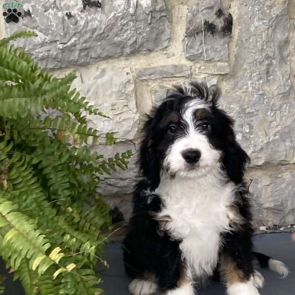 Andy, Mini Bernedoodle Puppy