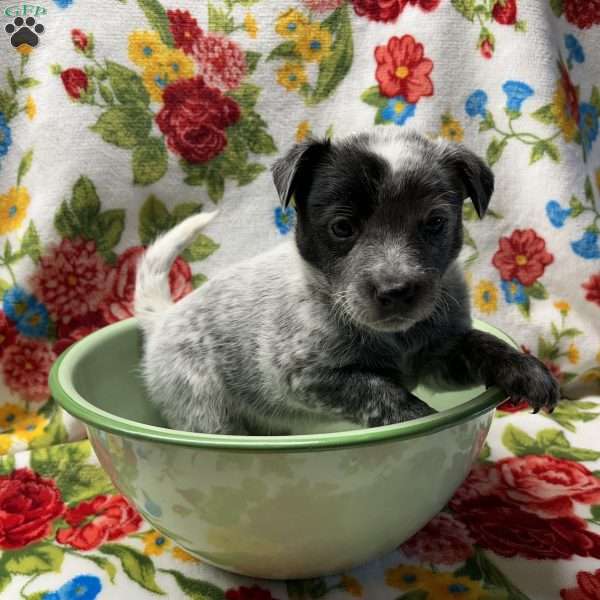 Kaiser, Blue Heeler – Australian Cattle Dog Puppy