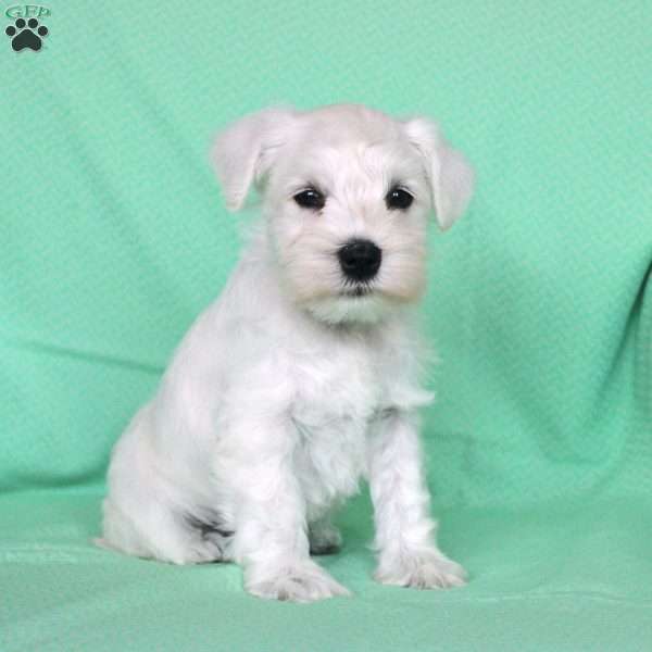 Sasha, Miniature Schnauzer Puppy