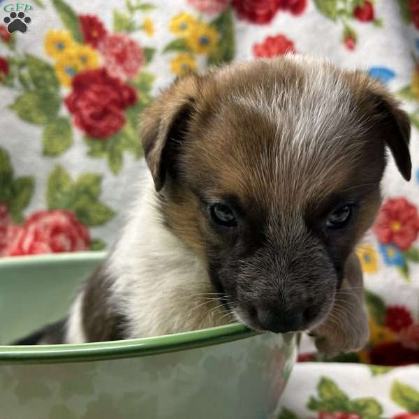 Kaptian, Blue Heeler – Australian Cattle Dog Puppy