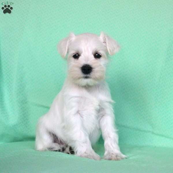 Samantha, Miniature Schnauzer Puppy