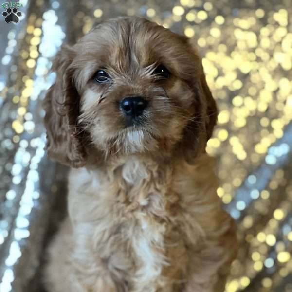 Simon, Cavapoo Puppy