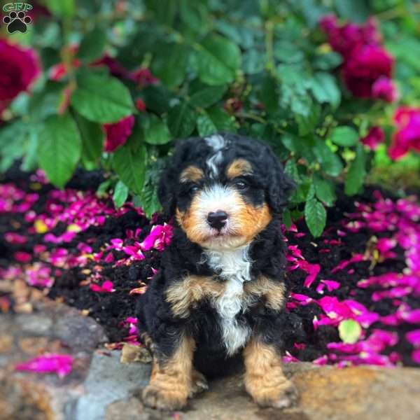 Cassie, Mini Bernedoodle Puppy