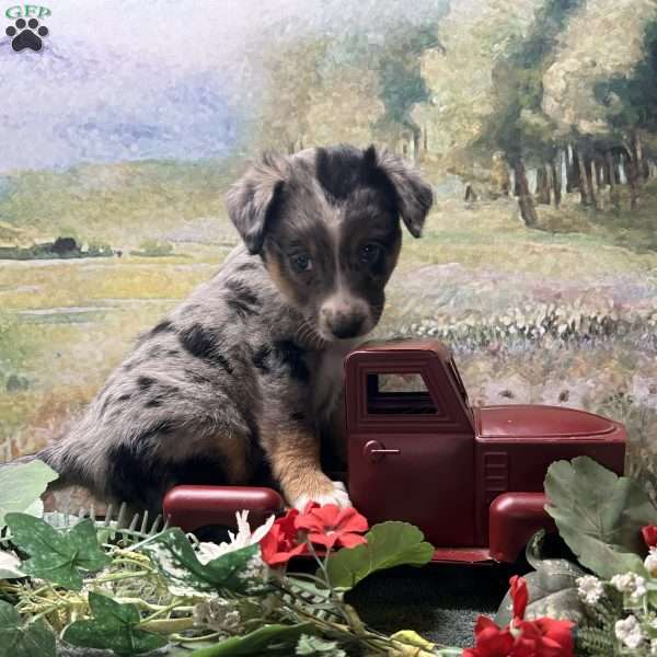 Porter, Australian Shepherd Mix Puppy