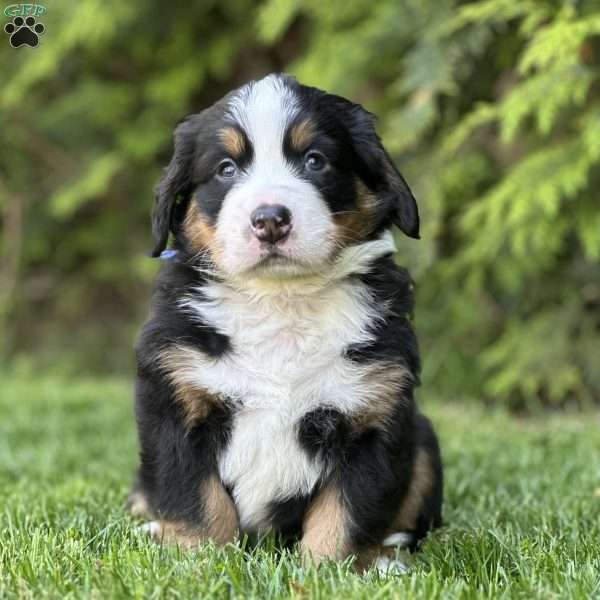 BLUE, Bernese Mountain Dog Puppy