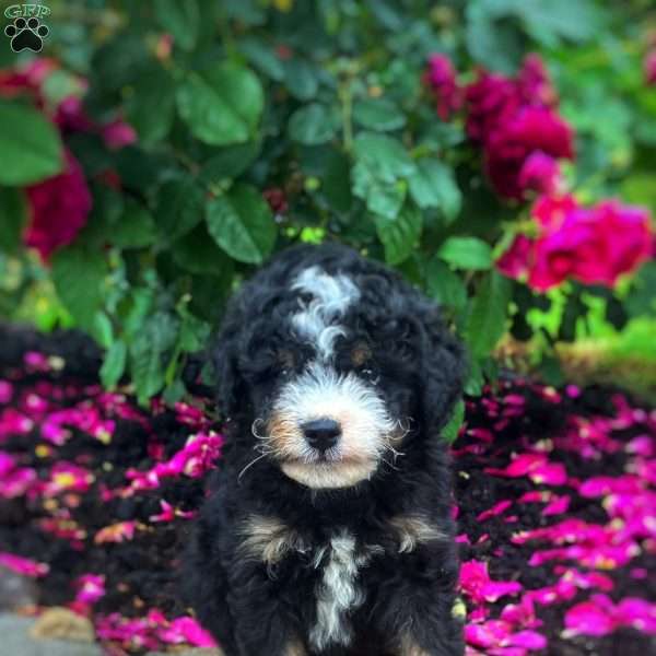 Chase, Mini Bernedoodle Puppy