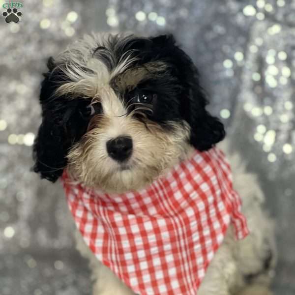 Muffin, Cavachon Puppy