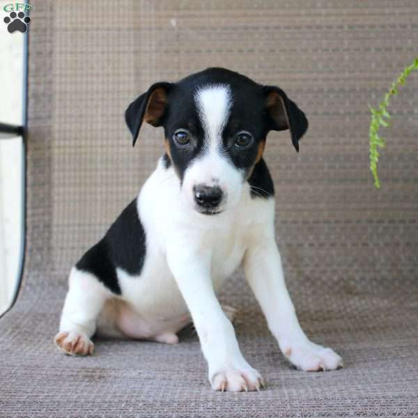 Billy, Jack Russell Terrier Puppy