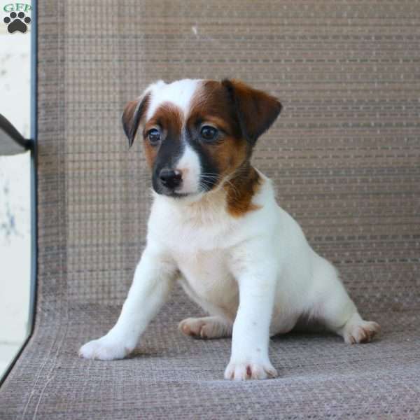 Bobby, Jack Russell Terrier Puppy