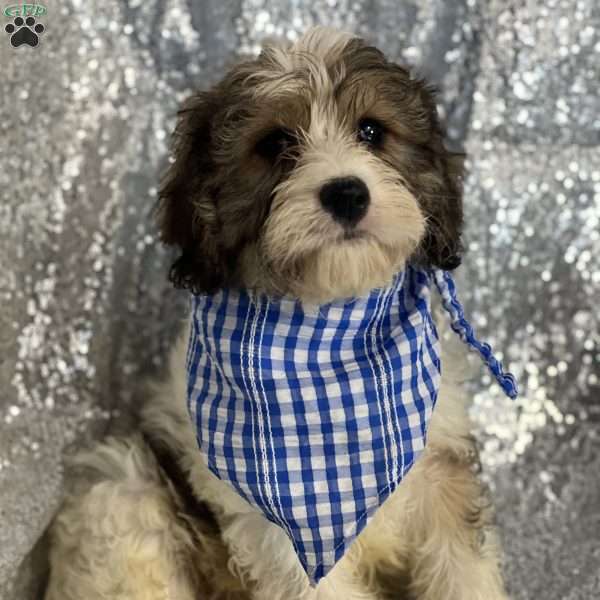 Magnus, Cavachon Puppy