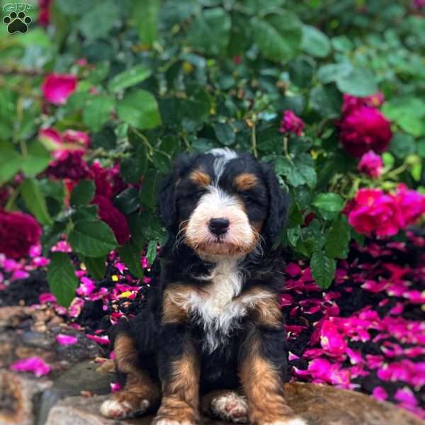 Carter, Mini Bernedoodle Puppy