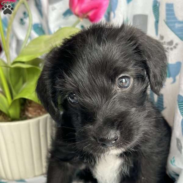 Vader, Mini Schnoodle Puppy