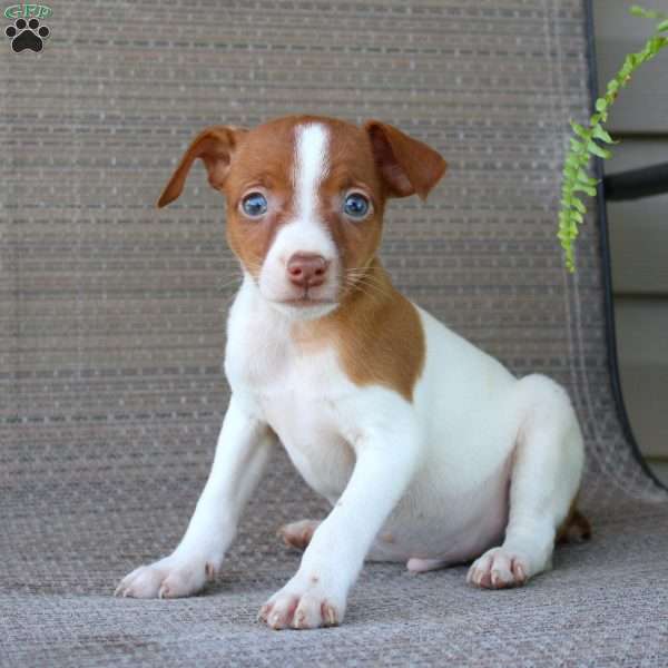 Ben, Jack Russell Terrier Puppy