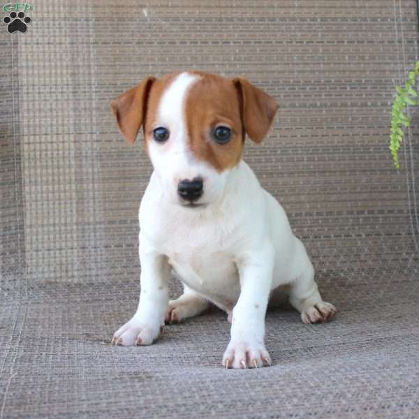 Buster, Jack Russell Terrier Puppy