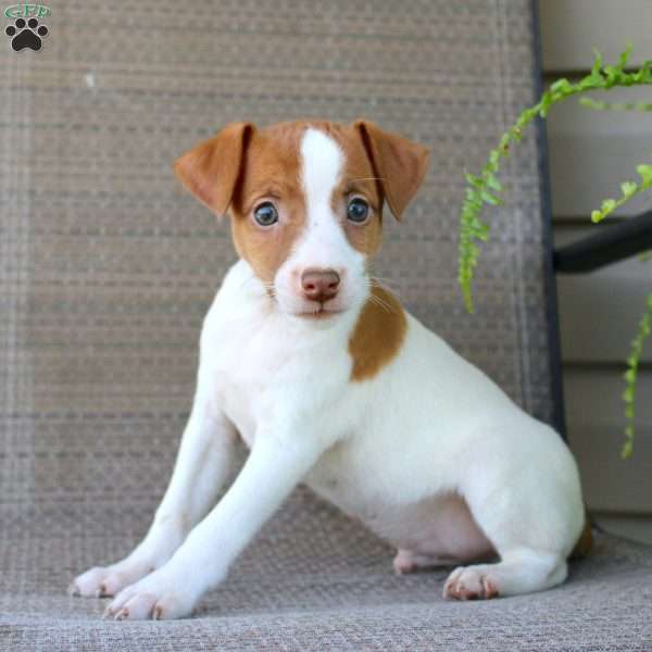 Burt, Jack Russell Terrier Puppy