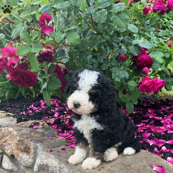 Cameron, Mini Bernedoodle Puppy