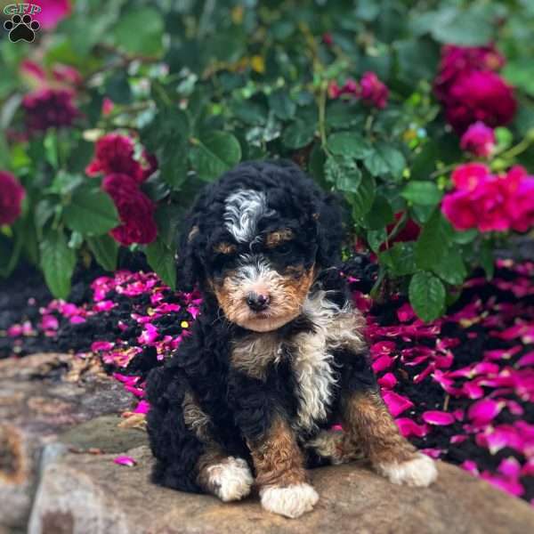 Cupid, Mini Bernedoodle Puppy