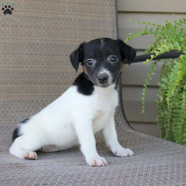 Brenda, Jack Russell Terrier Puppy