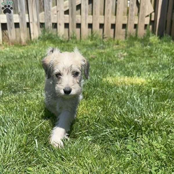 Ahsoka, Mini Schnoodle Puppy