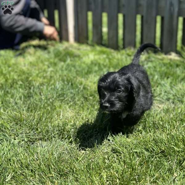 Vader, Mini Schnoodle Puppy
