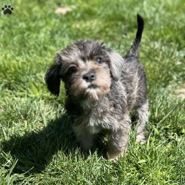 Padme, Mini Schnoodle Puppy