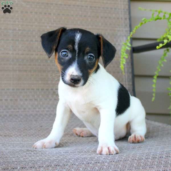 Bertha, Jack Russell Terrier Puppy