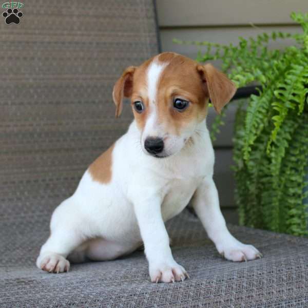 Breanna, Jack Russell Terrier Puppy