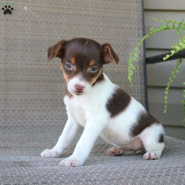 Bubbles, Jack Russell Terrier Puppy