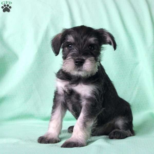 Samson, Miniature Schnauzer Puppy