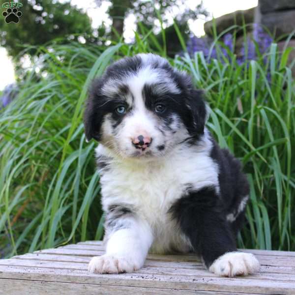 Frank, Border Collie Mix Puppy