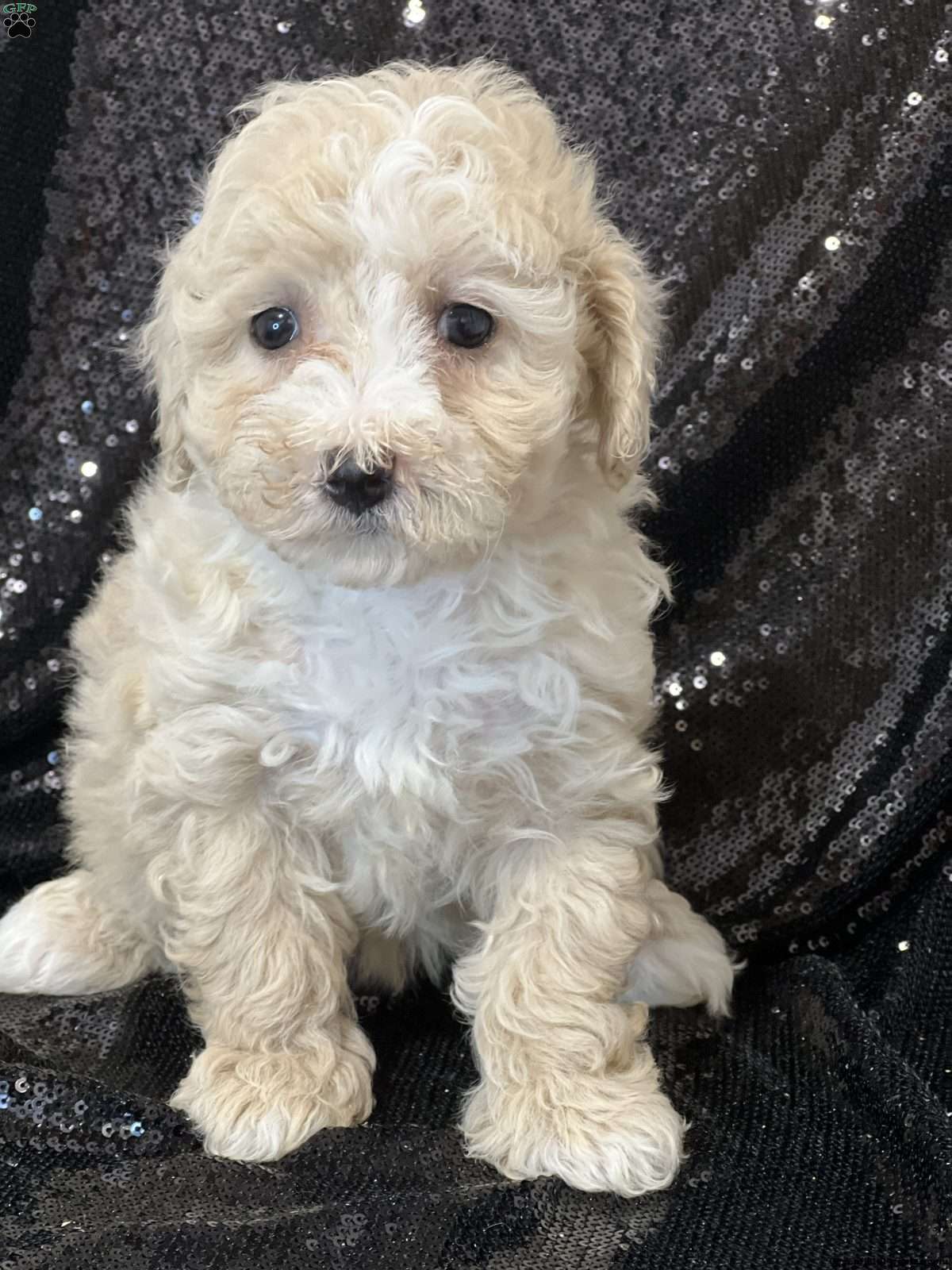 Ruth - Bich-Poo Puppy For Sale in New York