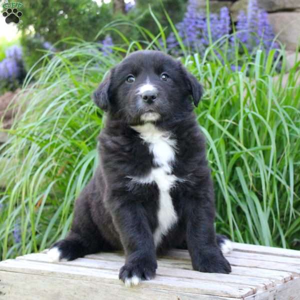 Freddy, Border Collie Mix Puppy