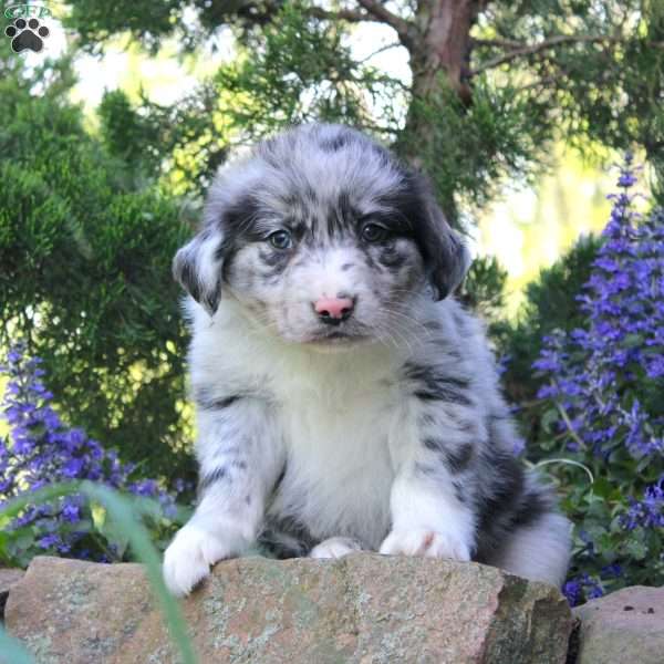 Furry, Border Collie Mix Puppy