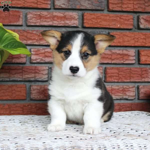 Moon, Pembroke Welsh Corgi Puppy