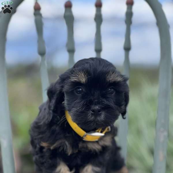 Dawn, Miniature Poodle Mix Puppy