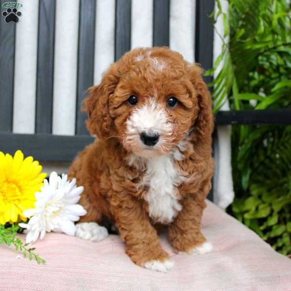 Grace, Mini Goldendoodle Puppy