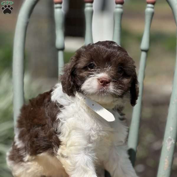 Dottie, Miniature Poodle Mix Puppy