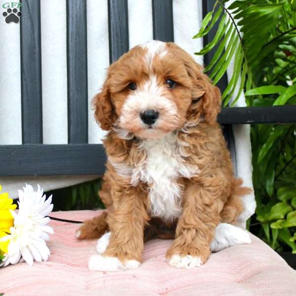 Gabe, Mini Goldendoodle Puppy