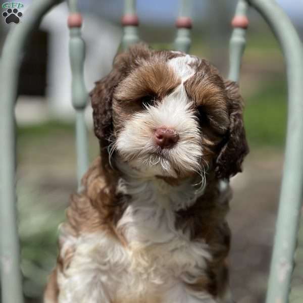 Diva, Miniature Poodle Mix Puppy