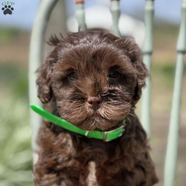 Dean, Miniature Poodle Mix Puppy