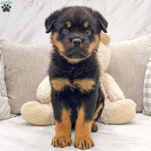 Buddy, Rottweiler Puppy