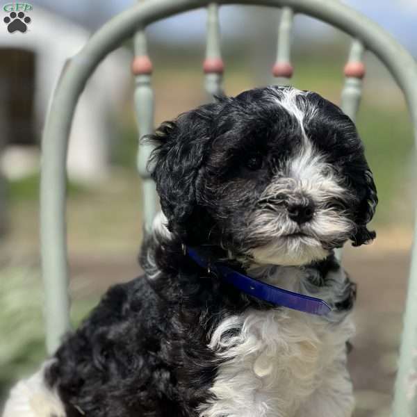 Drax, Miniature Poodle Mix Puppy