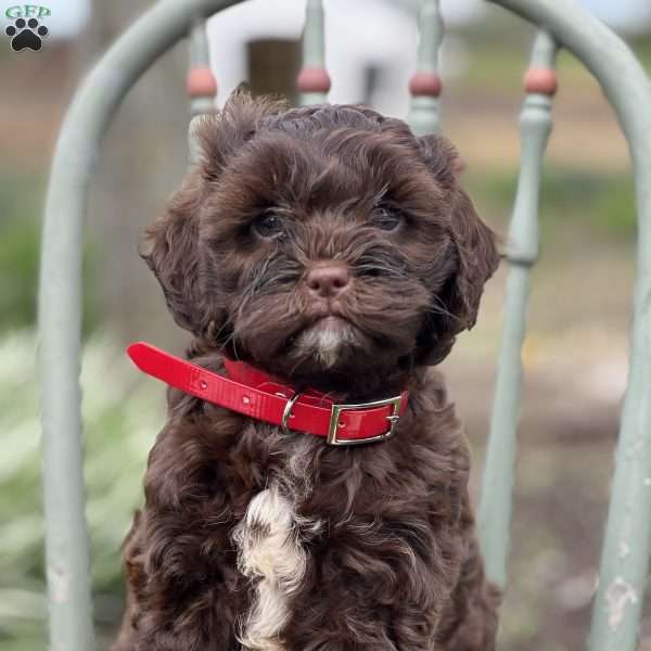 Donut, Miniature Poodle Mix Puppy