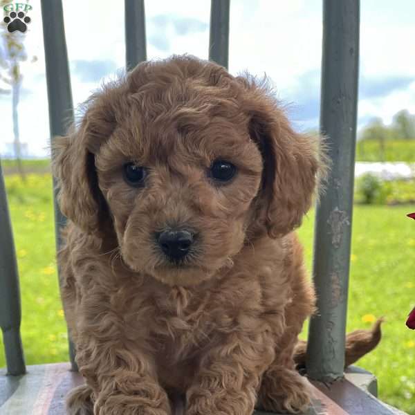 Cutie Pie, Miniature Poodle Mix Puppy