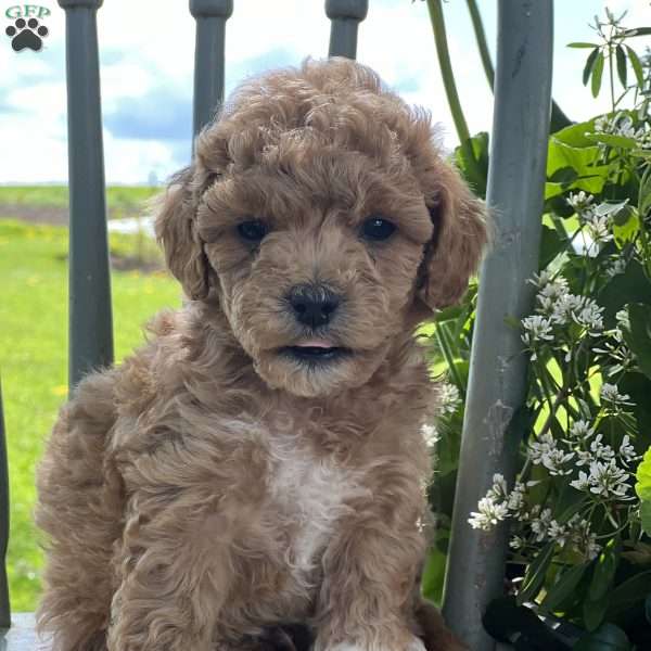 Copper, Miniature Poodle Mix Puppy