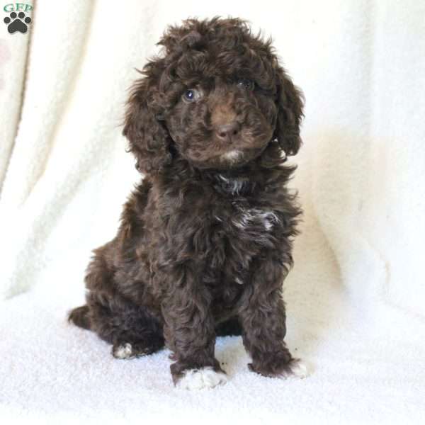 Sophie, Mini Goldendoodle Puppy