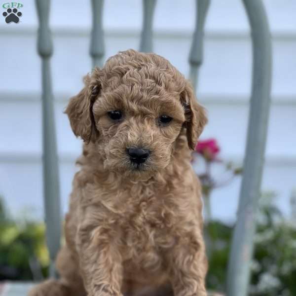 Chucky, Miniature Poodle Mix Puppy