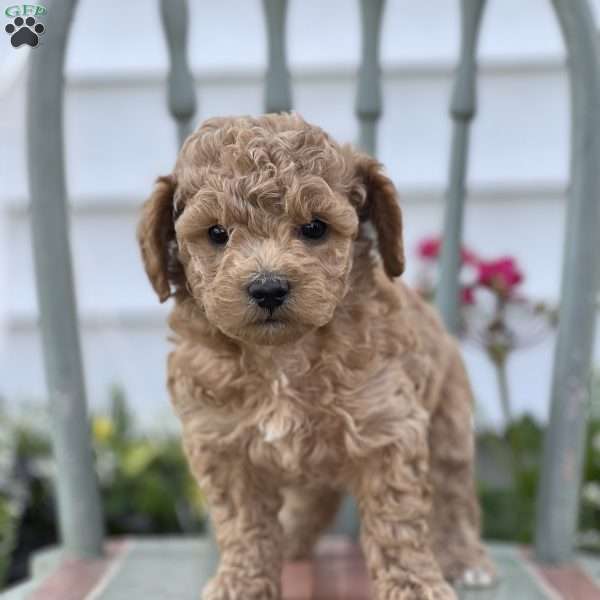 Cinnamon, Miniature Poodle Mix Puppy